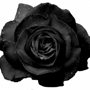 Black Look 5