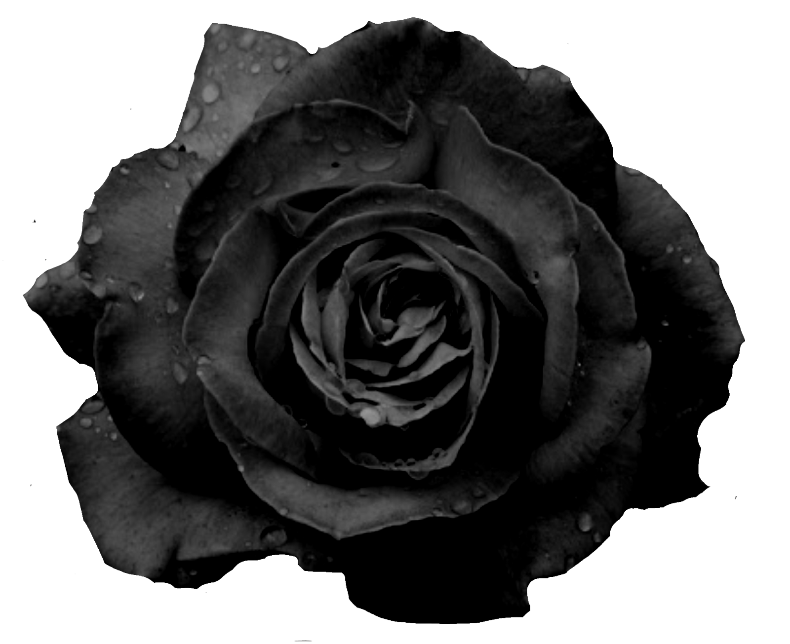 Black Look 5
